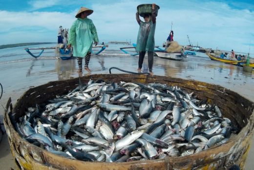 Ini Jenis Ikan Indonesia yang Sering Dicuri Nelayan Malaysia