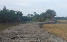 Petani Mulai Rasakan Manfaat Normalisasi Sungai Belutu