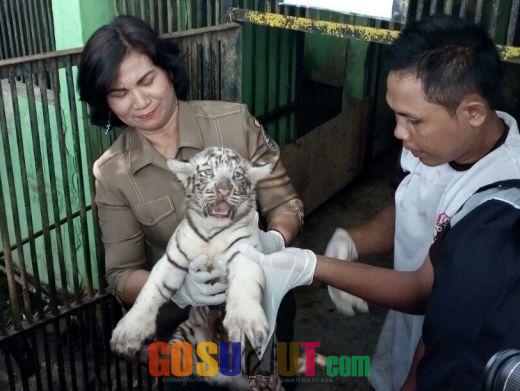 Taman Margasatwa Medan Zoo Kehadiran 2 Ekor Bayi Harimau