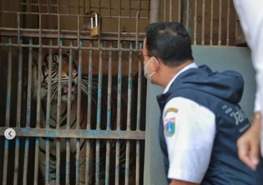 Positif Covid 19, Dua Harimau Sumatera Jalani Isolasi di Ragunan