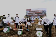 Perkembangan Food Estate di Humbahas Memuaskan, Tahun Depan Target Penambahan Lahan 2.000 Ha