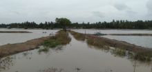 70 Hektar Tambak Udang Vaname Dilanda Banjir