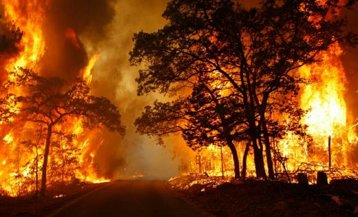 1.451 Hektar Lahan Terbakar di Sumut