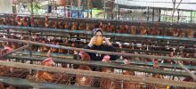 Didatangi Satpol PP, Pemilik Ternak Ayam di Beringin Minta Jangan Persulit