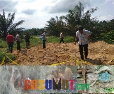Diduga Korban Pembunuhan, Pekerja PT Sidojadi Dihebohkan Penemuan Tulang-belulang Manusia di Afdeling I Desa Seiparet