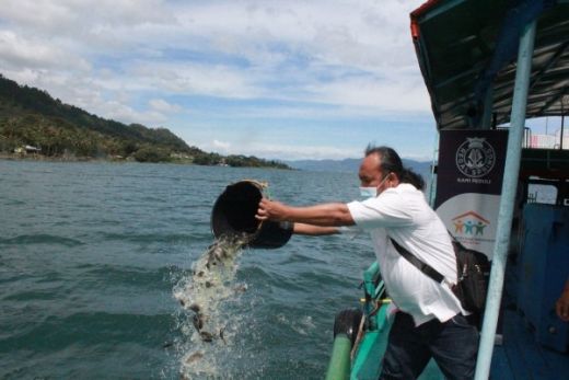 RSI Kembali Tabur Ratusan Ribu Benih Ikan Nila ke Danau Toba