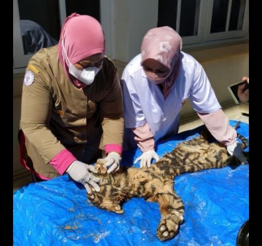 Harimau Sumatera Ditemukan Mati di Bener Meriah, Dokter Forensik: Akibat Pukulan Keras di Kepala