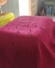 Warga Desa Pematang Guntung Resah, Ribuan Lalat Serbu Rumah Warga