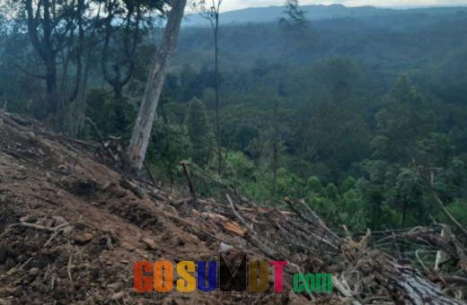 Oknum Pengusaha Pelaku Penebangan Pohon di Bukit Barisan Batu Rosak Sihiong dan Jangga Toruan Toba harus Diproses Hukum