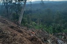 Oknum Pengusaha Pelaku Penebangan Pohon di Bukit Barisan Batu Rosak Sihiong dan Jangga Toruan Toba harus Diproses Hukum