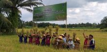 Petani Binaan BI di Binjai Berhasil Kembangkan Beras Organik
