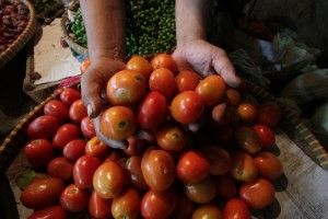 Harga Tomat di Pasar Setia Budi Naik Rp2 Ribu Per Kg