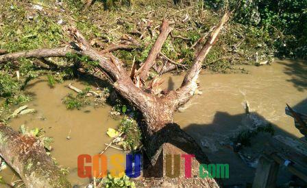 Pohon Beringin Berusia 200 di Tepi Sungai Deli Tumbang