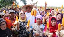 Tengku Erry Puji Petani Binjai Tanam Jagung di Lahan Terlantar