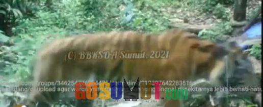 Terekam Kamera Trap BKSDA, Harimau Sumatera masih Berkeliaran di Perkebunan Warga Sosopan