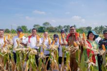 Mentan Bersama Wali Kota Medan Panen Jagung 8 Ton
