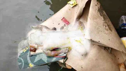 Mayat Bayi Laki-laki Sudah Busuk Ditemukan Mengambang di Sungai Babura