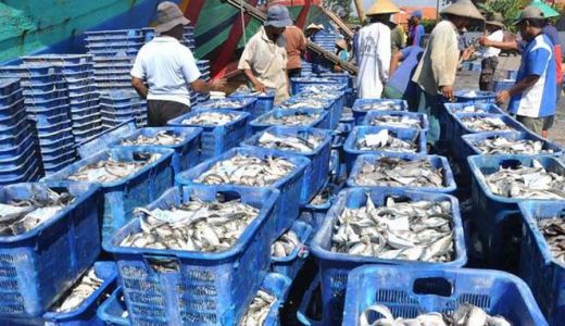 Harga Ikan Laut di Tobasa Turun Rp3.000/kg