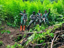 Koramil Tangse Pidie Temukan 2 Hektar Ladang Ganja Tumbuh Subur