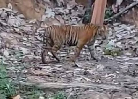 Jejak Harimau Sumatera Kembali Muncul  di Pemukiman Warga Siraisan Palas 