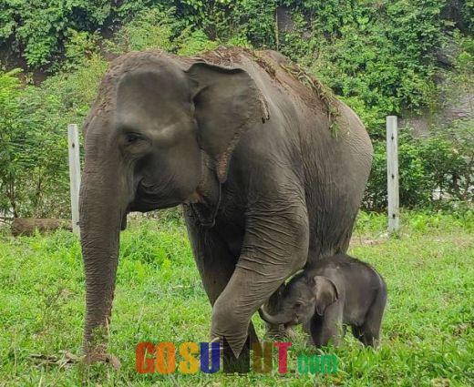 Anak Gajah Berbobot 60 Kg Lahir di Pusat Latihan Satwa Langkat