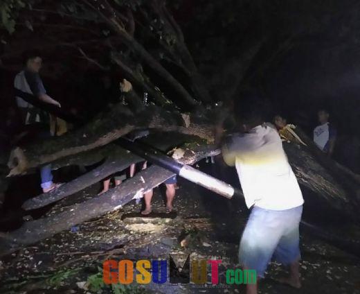 Walikota Medan Instruksikan OPD Terkait Atasi Pohon Tumbang