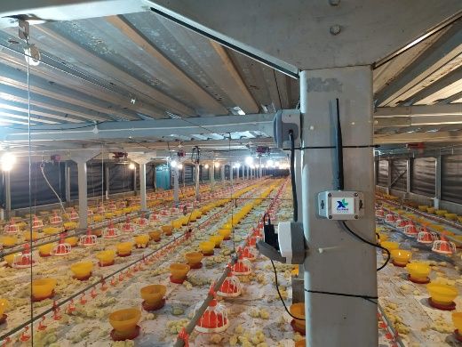 XL Axiata – Sierad Produce Perluas Penerapan Solusi flexIoT XL Smart Poultry