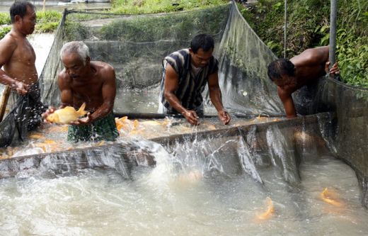 Petani Ikan di Patumbak Rugi Puluhan Juta Gagal Panen Disebabkan Banjir
