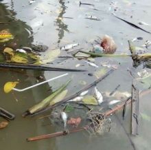 Ribuan Ikan Mati Mendadak di Aliran Sungai Seirampah - Bedagai
