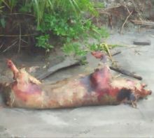 Bangkai Babi Meluas di Sungai Serdang Bedagai, Warga Mulai Panik