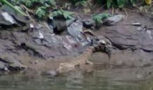 Astaga ! Ada Penampakan 3 Ekor Buaya di Sungai Deli