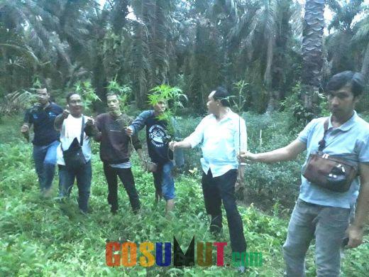 Tangkap Pengedarnya, Polisi Berhasil Temukan Ladang Ganja di Kebun Sawit