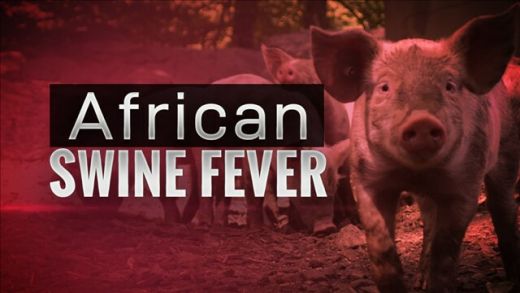 Ribuan Babi Mati, Balai Veteriner Medan Temukan Indikasi Flu Babi