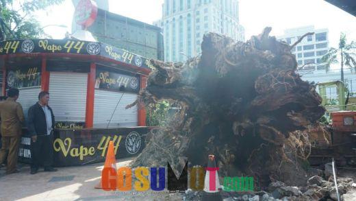 Terkait Pohon Tumbang, Kadis Pertamanan Salahkan Menejemen Merdeka Walk.