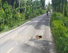 Jalan Nasional Arah Lagundri-Sorake Nisel Dibiarkan Berlobang