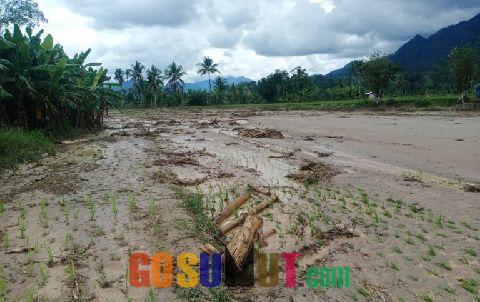 Ratusan Hektar Areal Persawahan di Sutam Rusak Disapu Banjir Bandang 