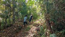Seorang Paruh Baya di Madina Diduga Tersesat di Hutan Saat Cari Kayu