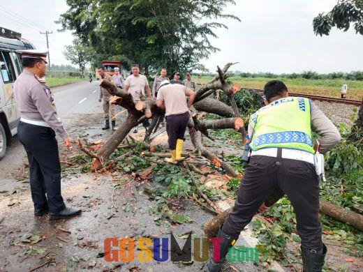 Polres Sergai Bersama Masyarakat Evakuasi 4  Pohon Tumbang di Jalinsum Sergai