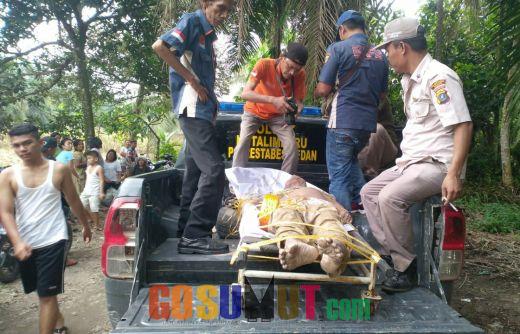 Polsek Kutalimbaru Evakuasi Mayat Warga Amplas dari Sungai Belawan