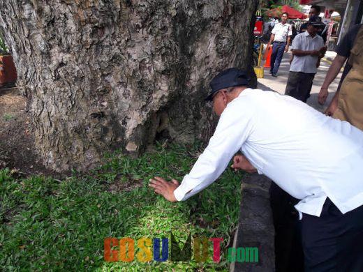 Akhyar : Selamatkan Pohon Berusia Ratusan Tahun di Merdeka Walk