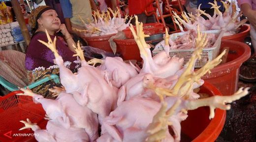 Harga Ayam Potong di Medan Naik Tembus Rp26 Ribu/Kg