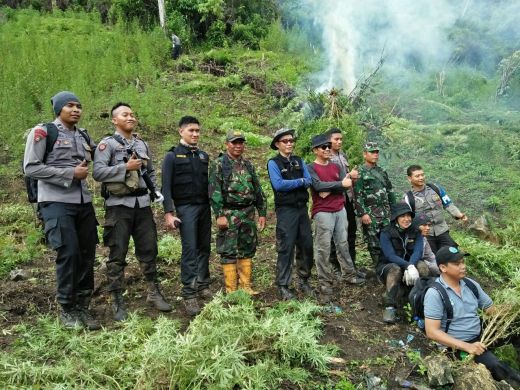 Tim Gabungan Musnahkan 3 Hektare Ladang Ganja di Madina