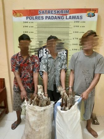 Tiga Warga Sosopan Terpaksa Nginap di Polres Palas Gegara Kulit Kayu Manis