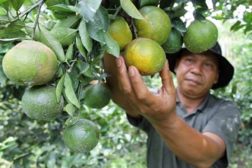 Para Petani Menjual Jeruk ke Tengkulak Rp5.000/Kg