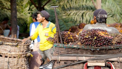 Bisnis Perkebunan Kelapa Sawit di Indonesia Tak Didukung Regulasi