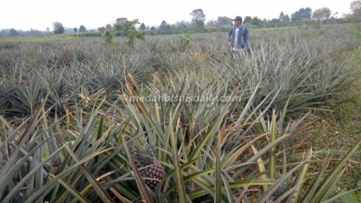 PT Agro Humbang Bidik Potensi Pengolahan Nenas dan Penyulingan Kemenyan di Taput