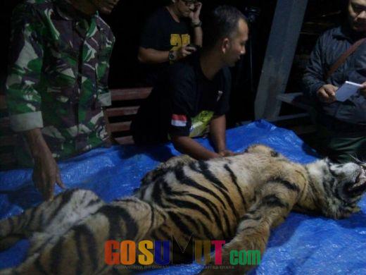 Pasca Dievakuasi, Anak Harimau Itu Akhirnya Mati