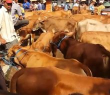 Ratusan Hewan Ternak di Deliserdang dan Langkat Diduga Terjangkit PMK