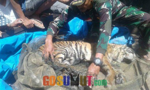 BKSDA akan Selidiki 2 Ekor Harimau Sumatera Ditemukan Mati di Sosopan
