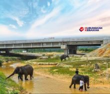 Pengguna Jalan Tol, Tenang lah! Hutama Karya Bangun Perlintasan Gajah Liar dan Satwa di Dua Ruas Tol Sumatera Ini